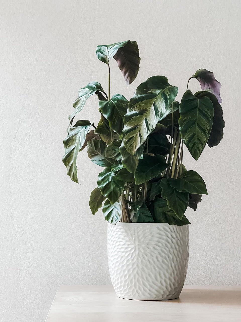 PLANTS & FLOWERS